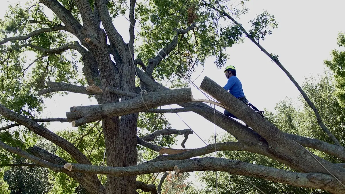 Professional Crown Thinning performed by certified arborists in Gerry
